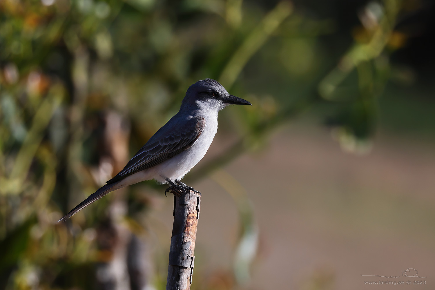 GREY KINGBIRD (Tyrannus dominicensis) - Stng / Close